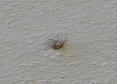 Odontotarsus