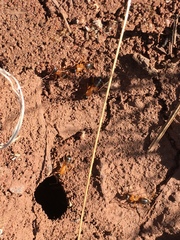 Camponotus semitestaceus