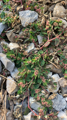 Euphorbia humistrata