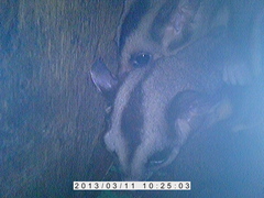 Petaurus norfolcensis