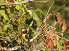 Pteroglossus inscriptus