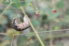 Proserpinus terlooii