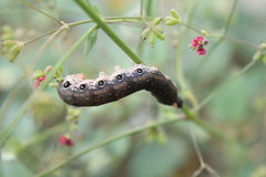 Proserpinus terlooii