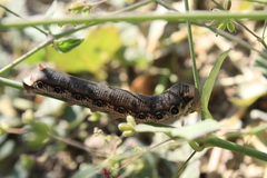 Proserpinus terlooii