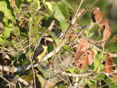 Pteroglossus inscriptus