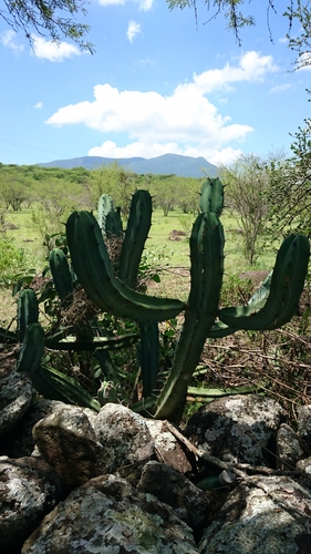 Myrtillocactus geometrizans