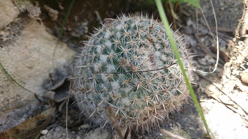 Mammillaria geminispina