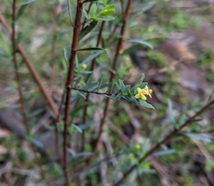 Pimelea pauciflora