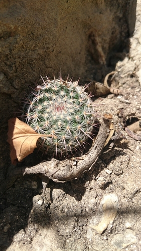 Mammillaria geminispina
