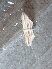 Arcobara multilineata