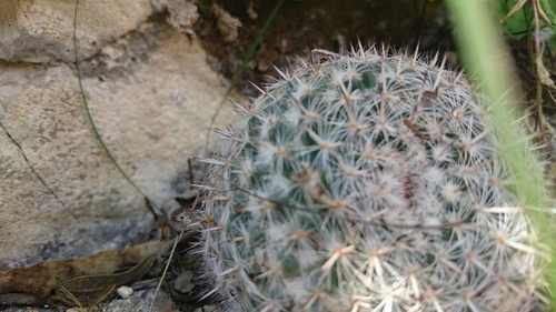 Mammillaria geminispina
