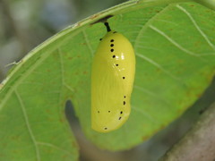 Lycorea ilione albescens