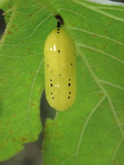 Lycorea ilione albescens