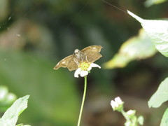 Quadrus lugubris lugubris