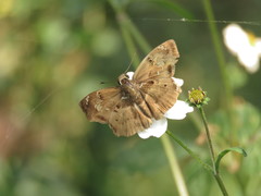 Quadrus lugubris lugubris