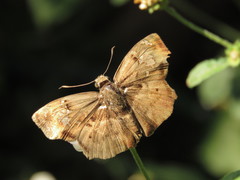 Quadrus lugubris lugubris