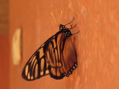 Lycorea ilione albescens