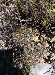 Ancistrocactus scheeri scheeri