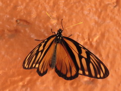 Lycorea ilione albescens