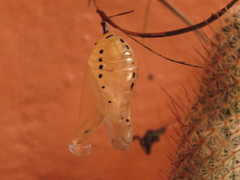 Lycorea ilione albescens