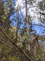 Hakea microcarpa