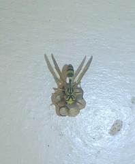 Mischocyttarus basimacula