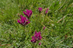 Castilleja lemmonii