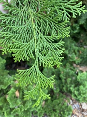 Chamaecyparis obtusa