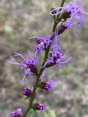 Liatris elegantula