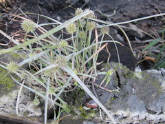 Cyperus brevifolioides