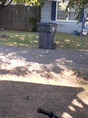 Streptopelia decaocto