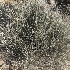 Ephedra californica