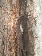 Pseudopostega quadristrigella