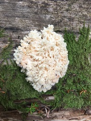 Hericium abietis