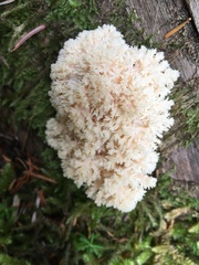 Hericium abietis