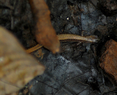 Eurycea quadridigitata