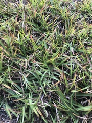 Eremochloa ophiuroides