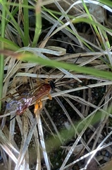 Labeninae