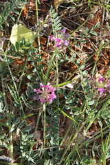Astragalus