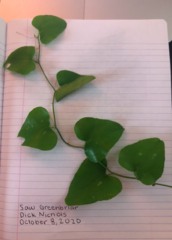 Smilax bona-nox
