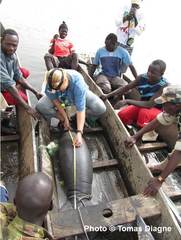 Trichechus senegalensis