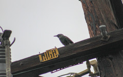 Sturnus vulgaris