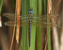 Coryphaeschna ingens