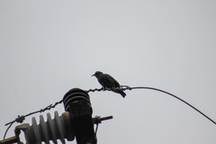 Sturnus vulgaris