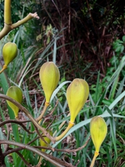 Cochlospermum orinocense
