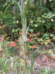 Andropogon virginicus virginicus