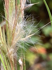 Andropogon virginicus virginicus