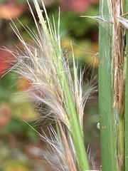 Andropogon virginicus virginicus