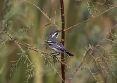 Setophaga nigrescens