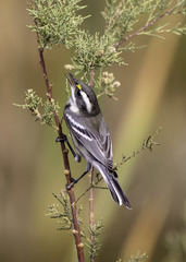 Setophaga nigrescens